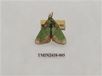 藏品(基黃綠刺蛾)的圖片